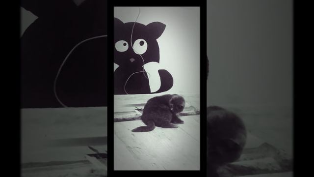 Кот покоряет хвост! смотреть онлайн