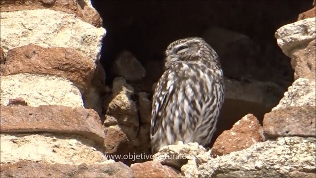 Mochuelo europeo (Athene noctua) - Little owl смотреть онлайн