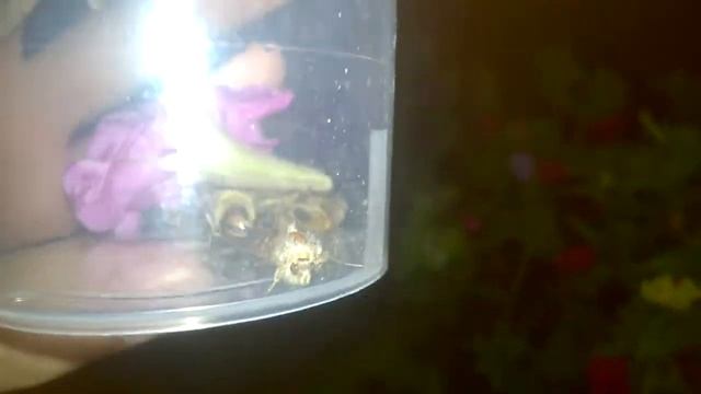 Бражник смотреть онлайн