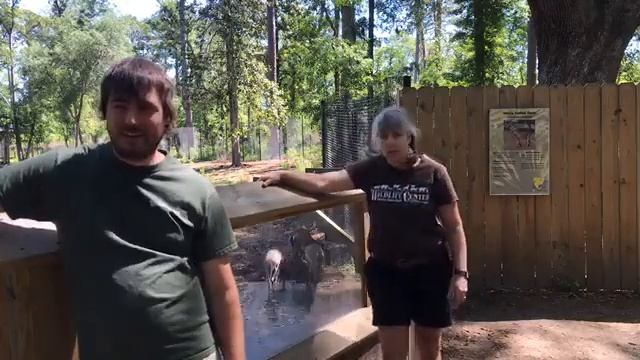 FOOVentures Episode 11: White-Tailed Deer смотреть онлайн