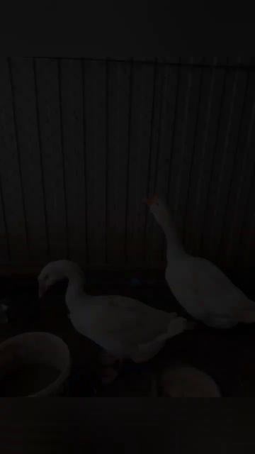 Неразлучная пара гусей✨ Мартин и Клëпа❤ смотреть онлайн