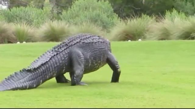 Interior crocodile alligator 🐊 смотреть онлайн