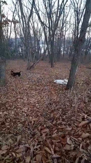 банда#samoyed #самоед #осень #лес #друг смотреть онлайн