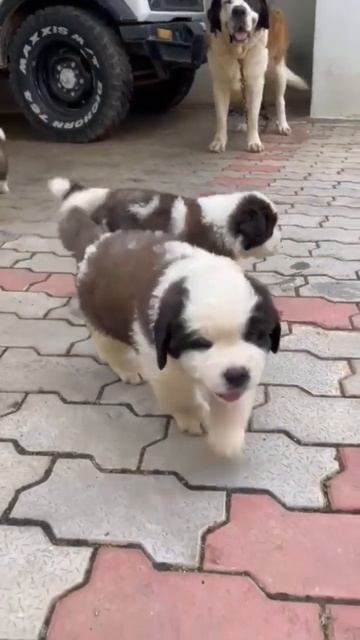 Big teddy saint Bernard puppies смотреть онлайн