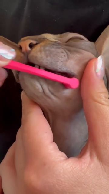 Brushing my 2 Sphynx cats’ teeth! Use code CHICKENWAFFLE at Ryercat.com for 10% off 🪥 смотреть онлайн