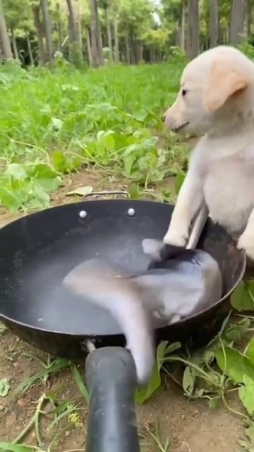 Dog frying fish 😱#shorts смотреть онлайн