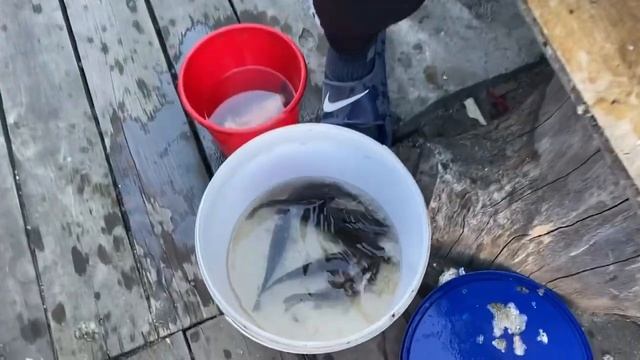 Вова с дедушкой были с утра на рыбалке…/09.08.23 08:00 смотреть онлайн