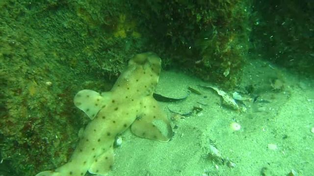 hornshark смотреть онлайн