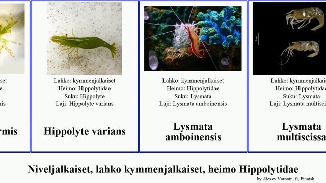 Niveljalkaiset, lahko kymmenjalkaiset, heimo Hippolytidae hippolyte lysmata arthropoda inermis смотреть онлайн