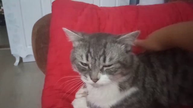 Это Говорящий кот Барсик 😁😘😘😘 смотреть онлайн