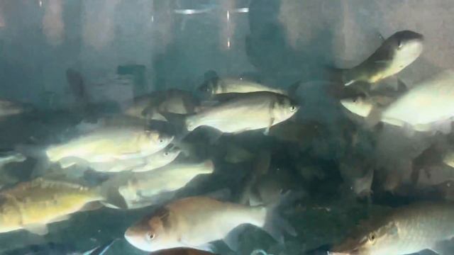 Привезли нашего Башкирского жеребца "Газиза" на Золотую Осень 2022/ КФХ Идиятуллин смотреть онлайн