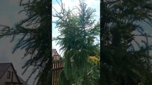 Прививка лиственниц плакучих на лиственницу обыкновенную.