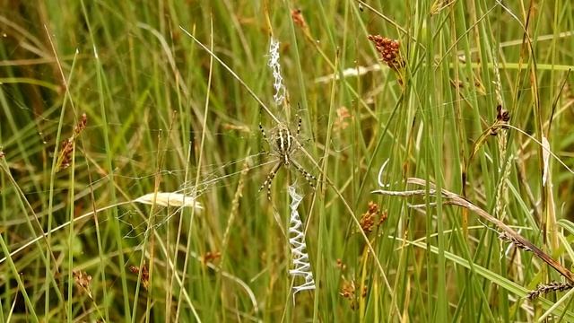 Zebraspinne Argiope bruennichi Weibchen Unterseite смотреть онлайн
