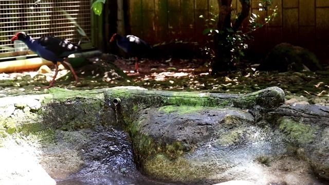 #PART 1_VIRTUAL TRIP_TAMAN BURUNG TAMAN MINI INDONESIA INDAH смотреть онлайн