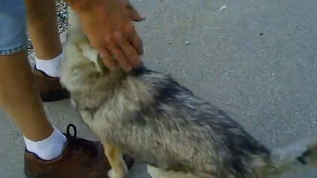 The Pet Coyote Wily смотреть онлайн