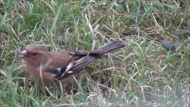 Ščinkavec - Fringilla coelebs (Linnaeus, 1758) смотреть онлайн