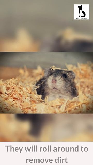 How to combat animal hamster chinchilla pet odor смотреть онлайн
