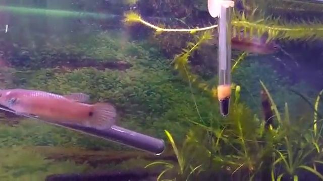Ocelatta video смотреть онлайн