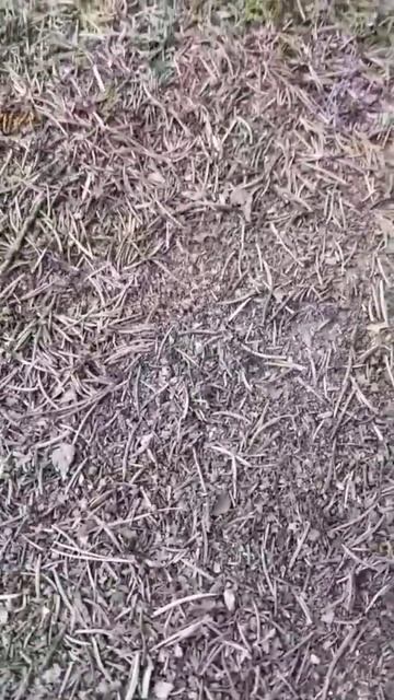 муравьи правда молодцы #природа #муравей #муравейник #молодцы смотреть онлайн