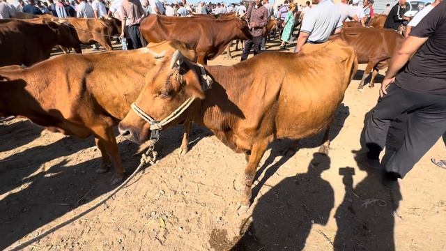 23-ИЮНЬ ХОЖЕЛИ МАЛ БАЗАР/СКОТНЫЙ РЫНОК/BUQALAR/BIGGEST BULLS IN THE WORLD/EXPENSIVE BULLS