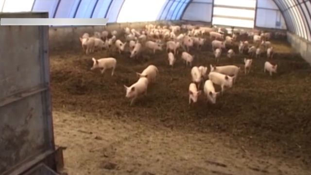 Чума свиней 30 08 смотреть онлайн