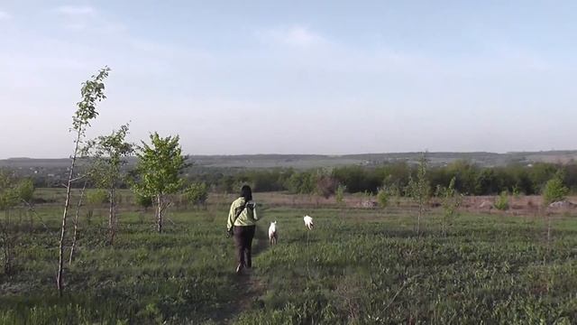 Прогулка с женой и хасками. 5 мая 2018 года. Ч.3 смотреть онлайн