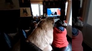 Домашний медведь