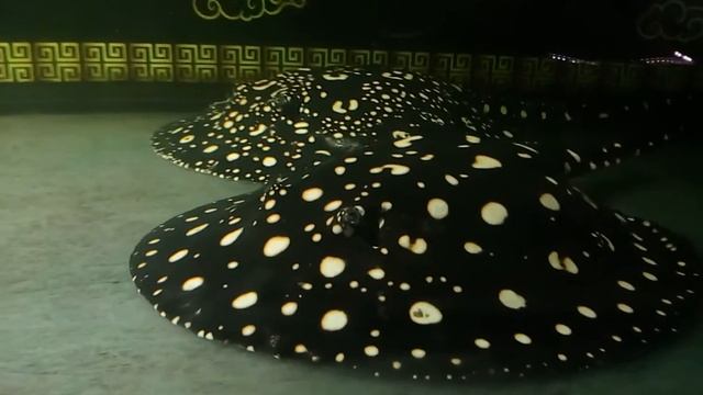 ปลากระเบนท้องใหญ่ ท้องไหม Are they pregnant? potamotrygon leopoldi BlackDiamond смотреть онлайн