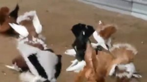 Статные Голуби