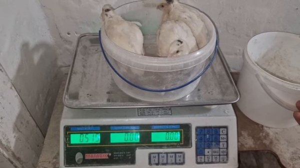 вес бройлерной перепёлки от 1 до 30 дней🔥🔥🔥 ежедневное взвешивание