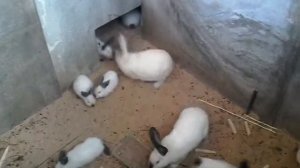 Разведение кроликов в яме