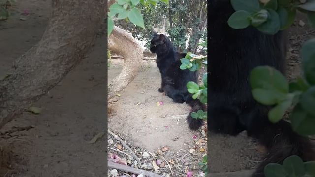 чёрный кот с пушистым хвостом смотреть онлайн