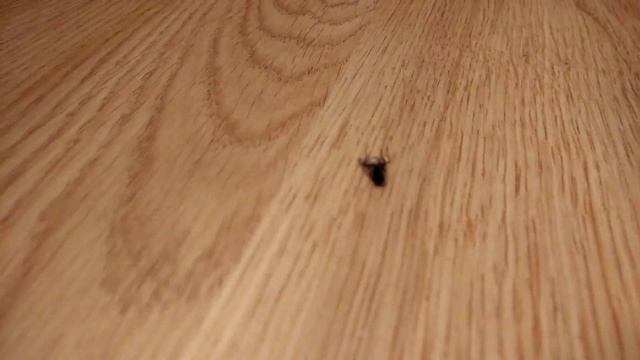 MLG 360 Fly смотреть онлайн