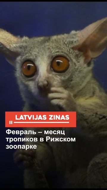 Февраль – месяц тропиков в Рижском зоопарке смотреть онлайн