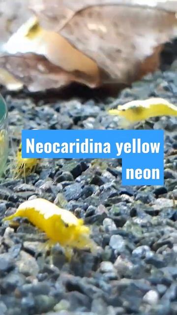 Krewetki neocaridina yellow/ shrimp yellow neon смотреть онлайн