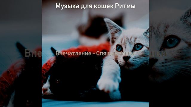 Звуки (Котята)