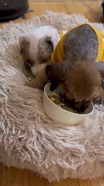 Sickly Family Dumped At The Shelter In Excruciating Pain With Agonizing Infections смотреть онлайн