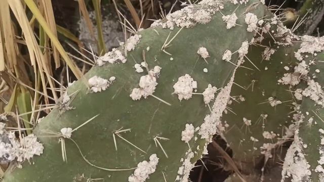 cochineal cactus insect 🌵☠️☠️ смотреть онлайн