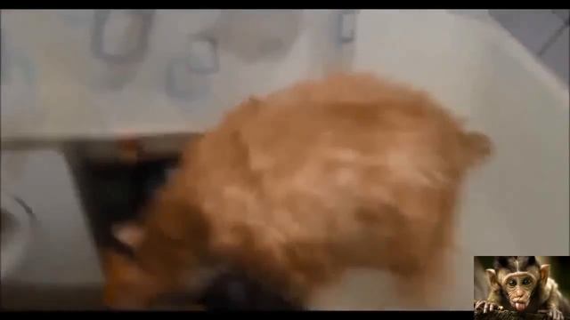 Смешное про животных слез смотреть смотреть онлайн