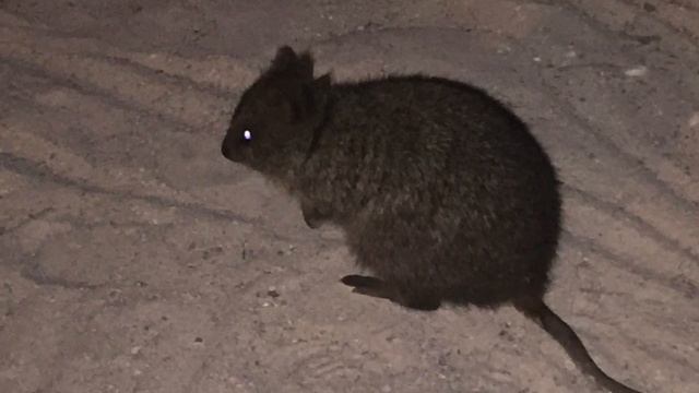 Ava's Quokka Report 1 смотреть онлайн