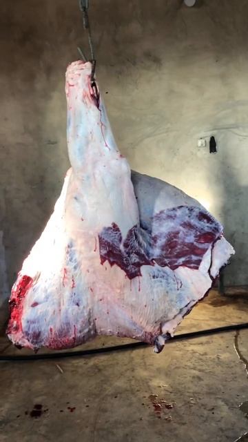 Тушка передок кто угадает сколько тут кг 🥩 смотреть онлайн