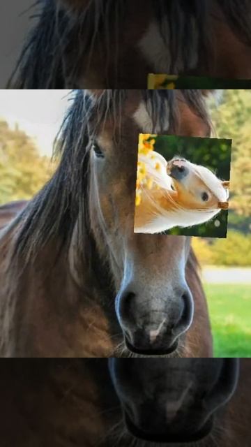 Красивые лошади .♥♥ смотреть онлайн