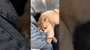 Британская золотая шиншилла? Какая она?