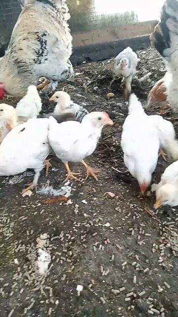 Цыплята Яиц налопались теперь свой специальный корм доедают. Экоферма у дяди Вити 16.07.23 смотреть онлайн