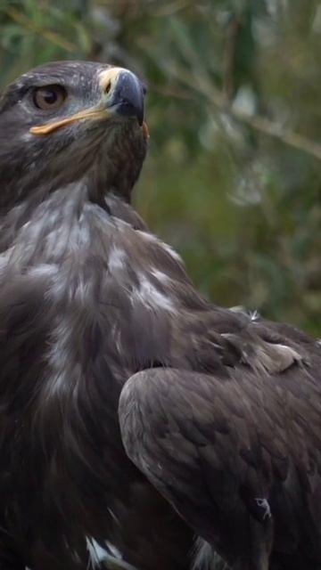 #Golden eagle the world fourth largest eagle. смотреть онлайн