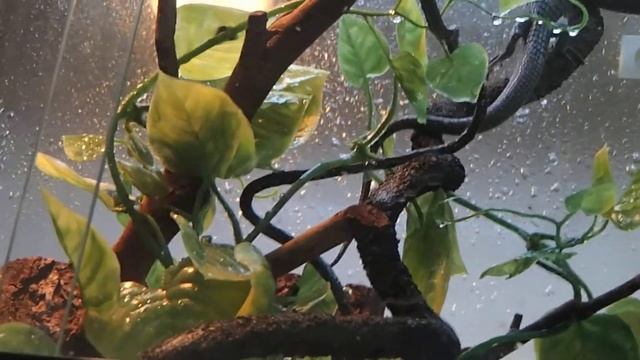 Abronia graminea　求愛 смотреть онлайн