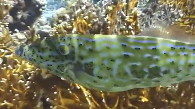 Scribbled Leatherjacket смотреть онлайн