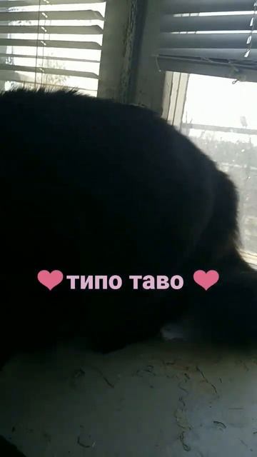 Леля ❤️ суслик смотреть онлайн