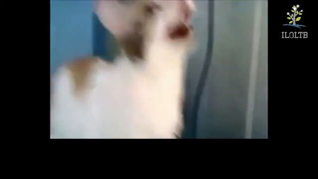 Прикольные речи кошек смотреть онлайн