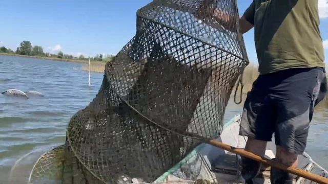 На Херсонщині врятовано від браконьєрських ятерів понад 300 рибин смотреть онлайн